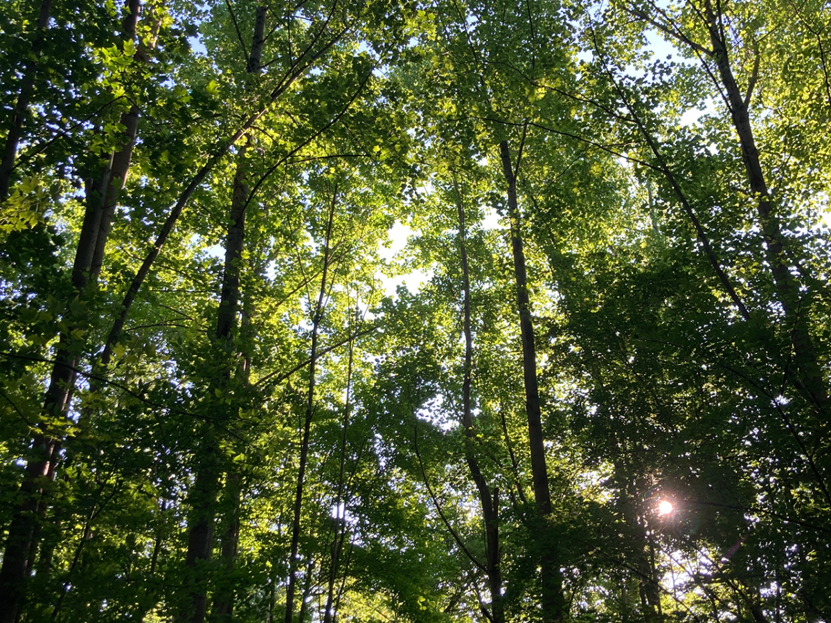 A Woods Walk in&nbsp;2025