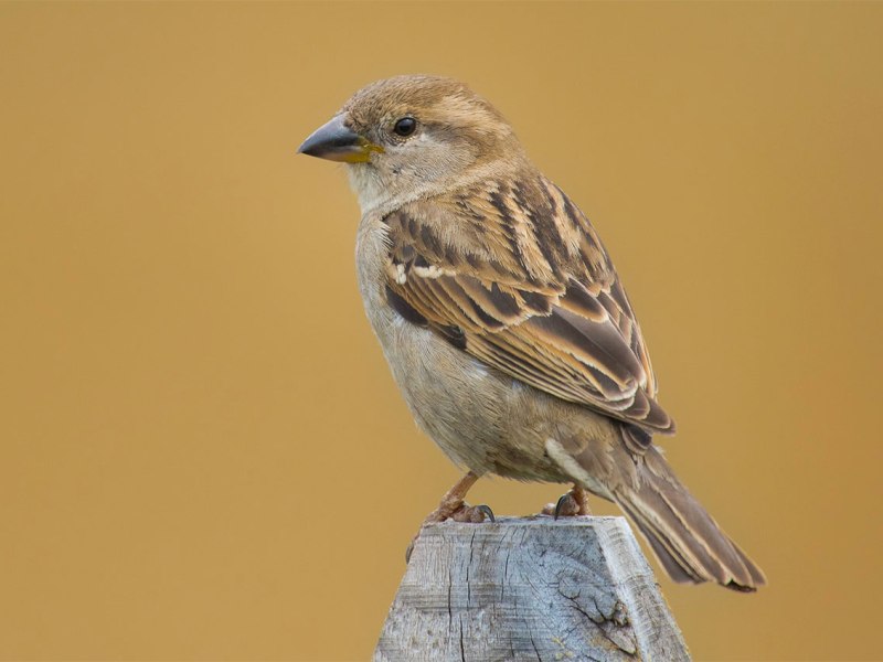 In This, The&nbsp;World